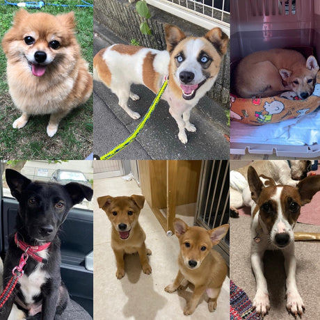 10/24 譲渡会のお知らせ