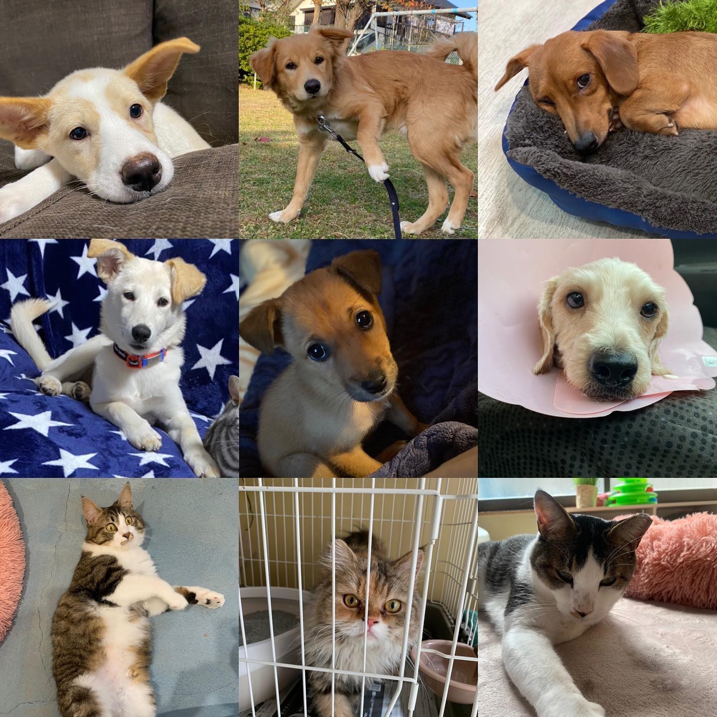 11/21 譲渡会のお知らせ