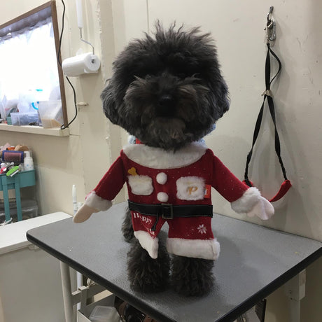 12月のご予約状況