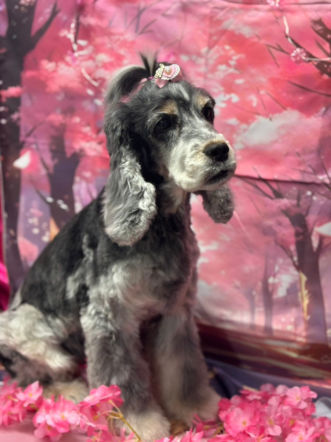 イングリッシュコッカースパニエル C .Koziel イングリッシュコッカー