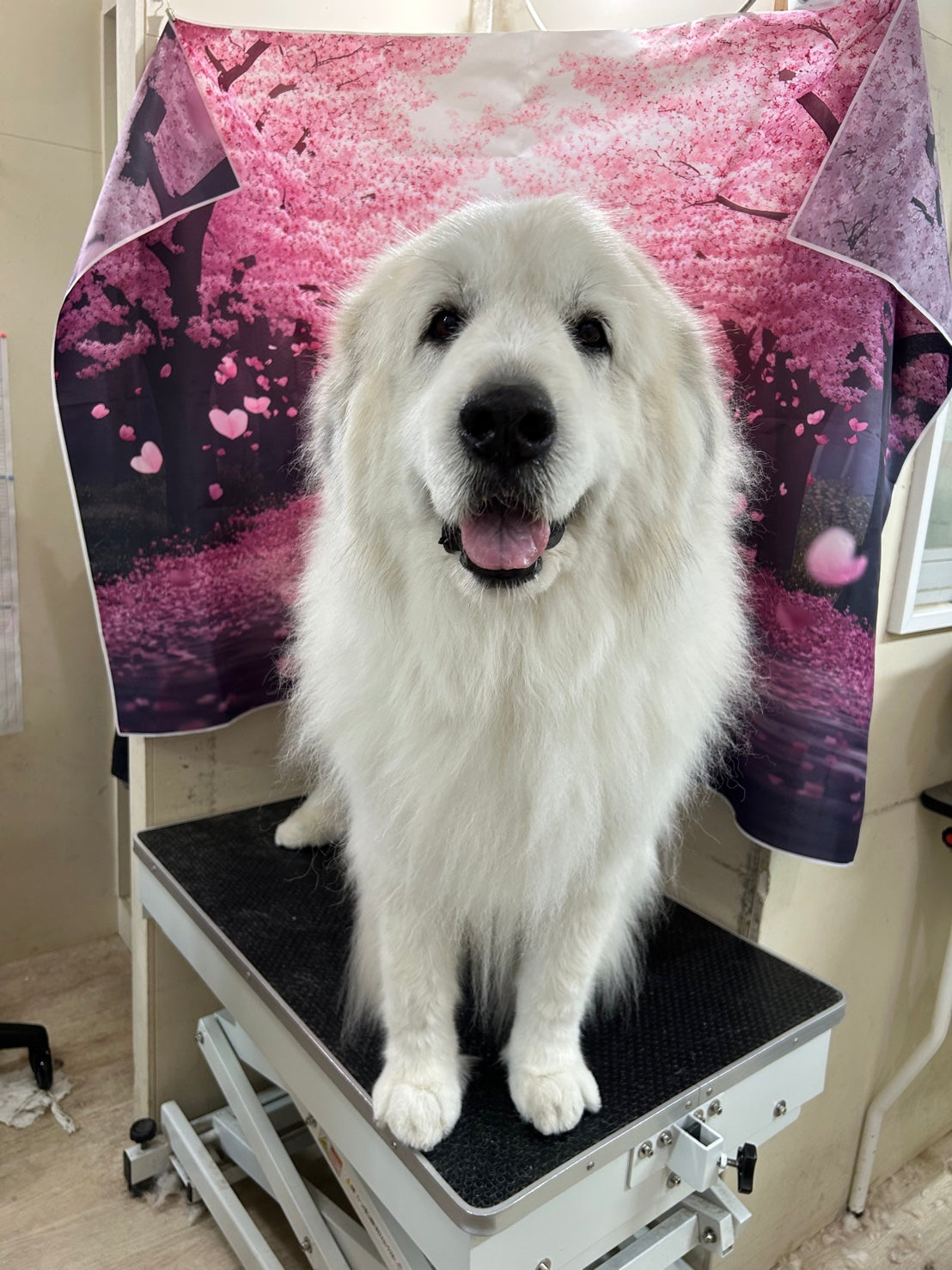 IMG-9087.jpg?crop=center&