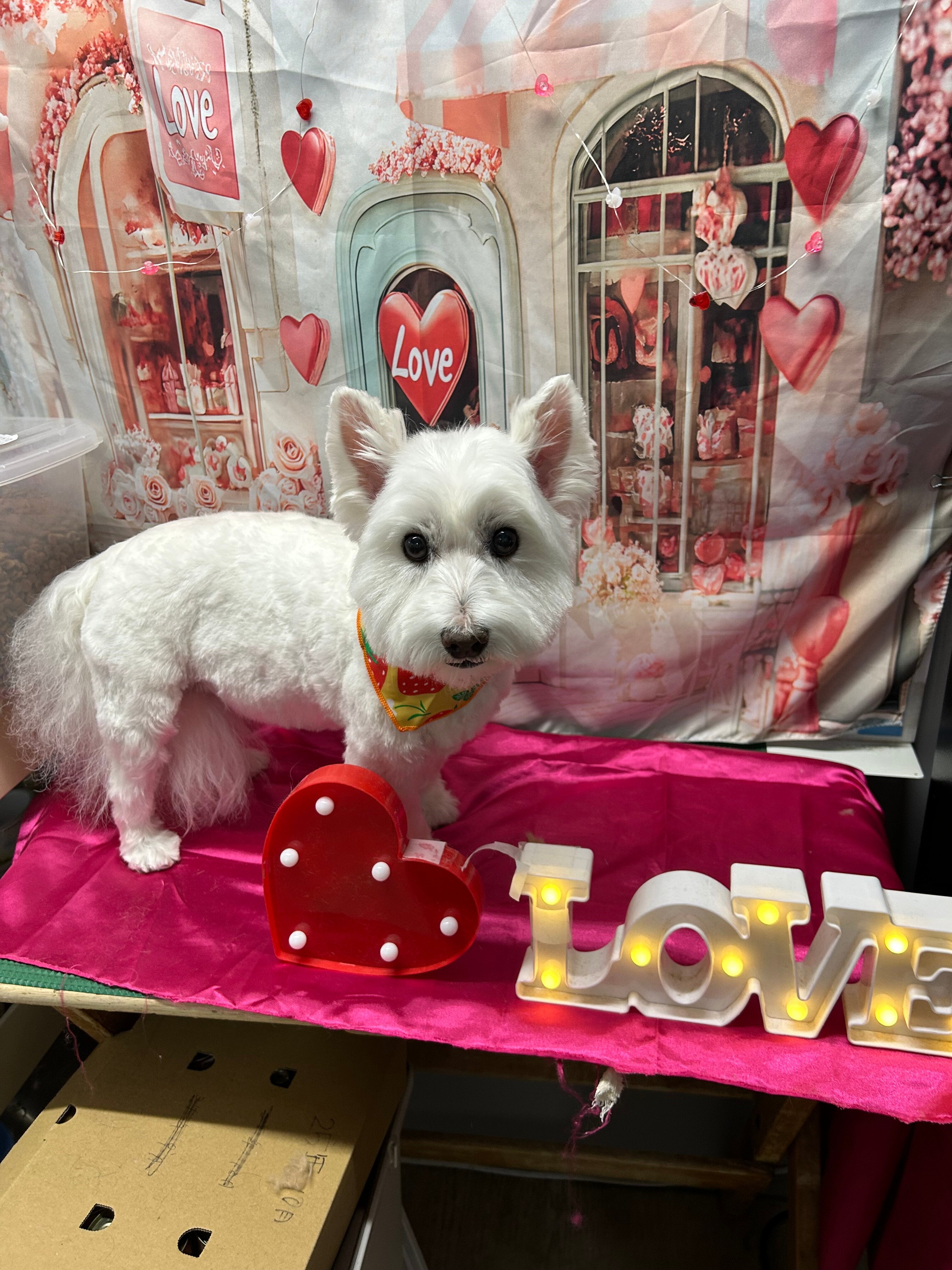 ウエスティのワイヤーアート　ウエストハイランドホワイトテリア ウエストハイランドホワイトテリア – イヌと暮らす / 藤沢市の