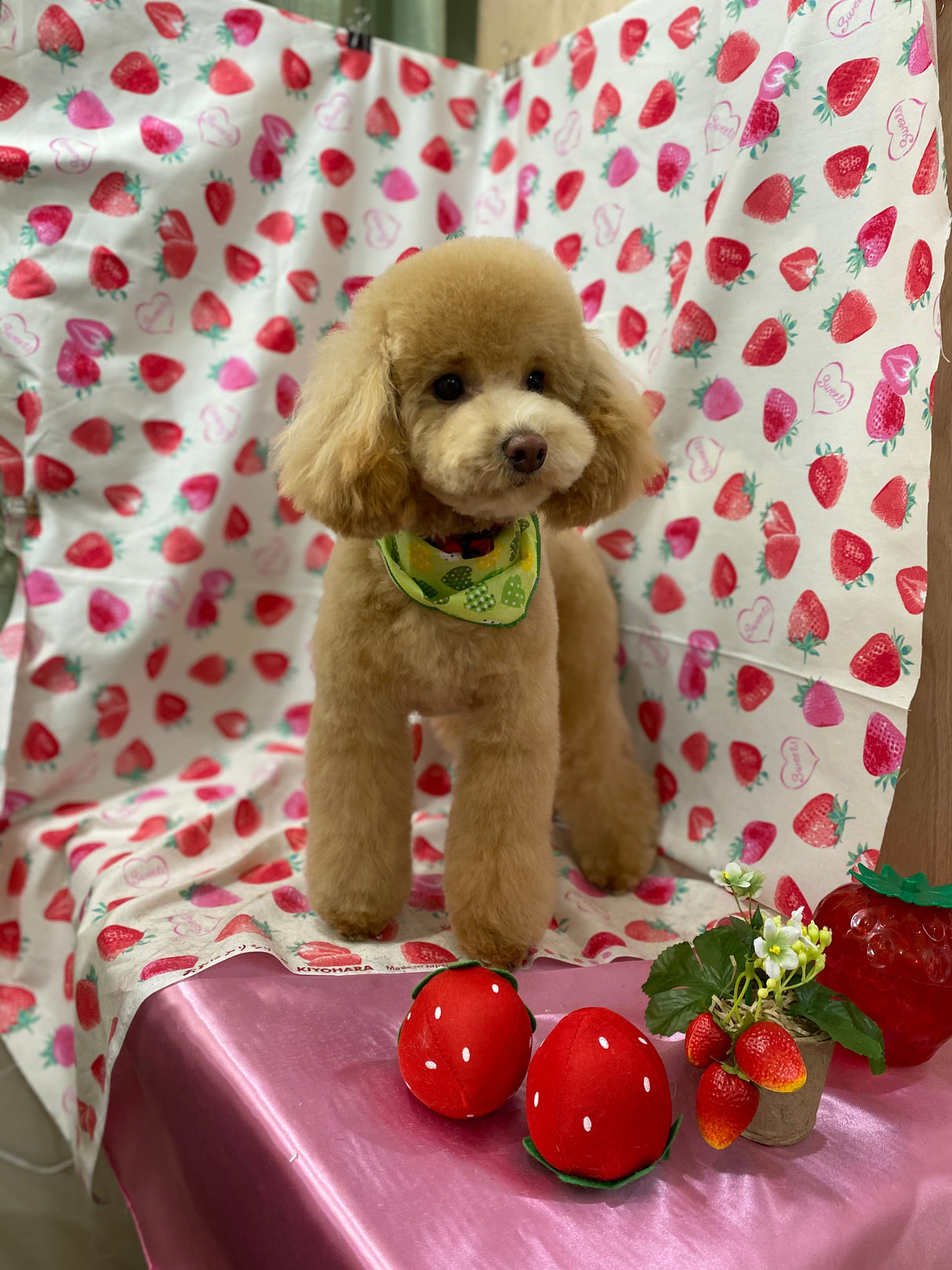 トイプードルのパピーベアカット