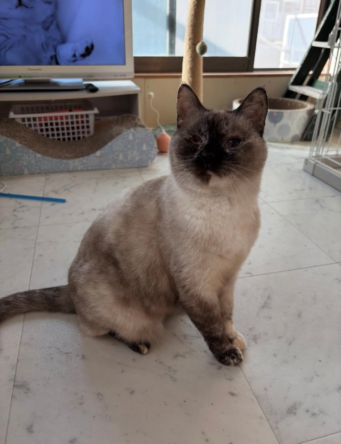 パパイヤちゃん（トライアル中）