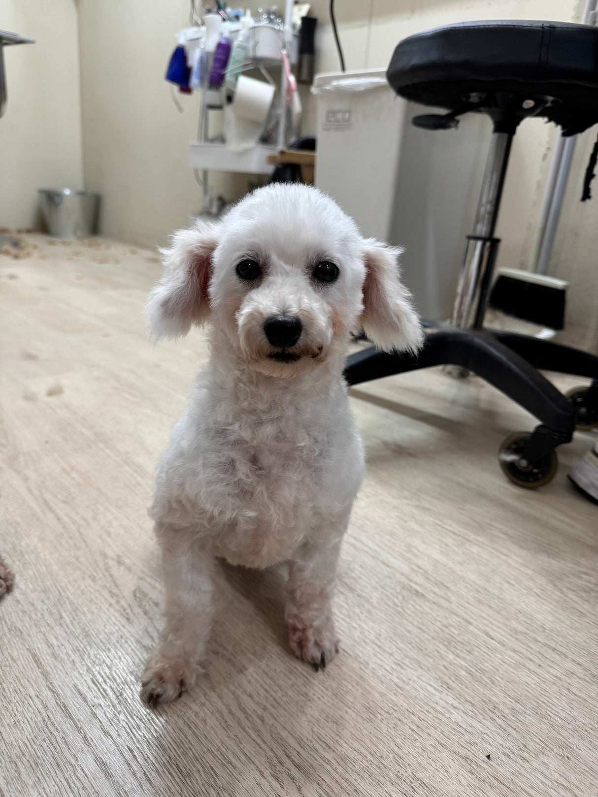 わたげ（卒業）