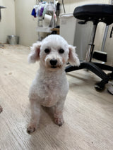 わたげ（卒業）