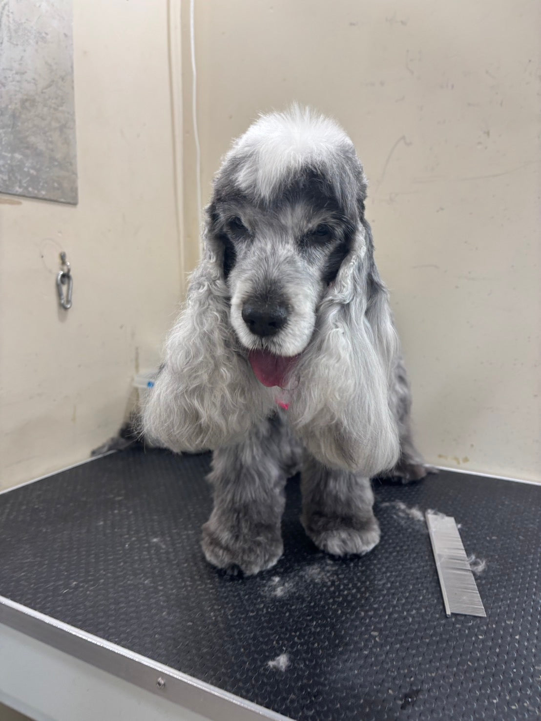 イングリッシュコッカースパニエル – イヌと暮らす / 藤沢市の