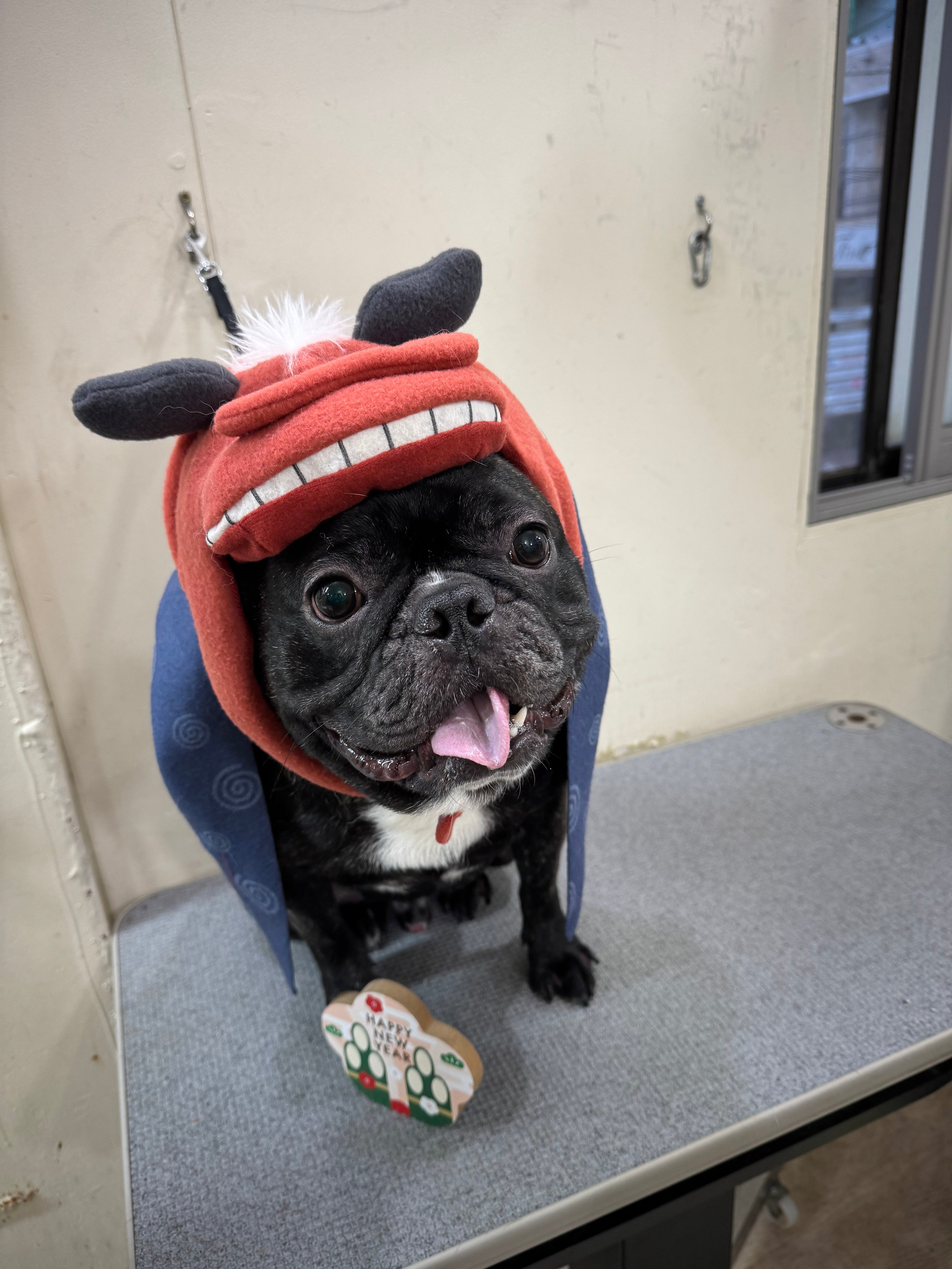 フレンチプードルさま専用！ child_img_1_f86a9dc9b921.jpg