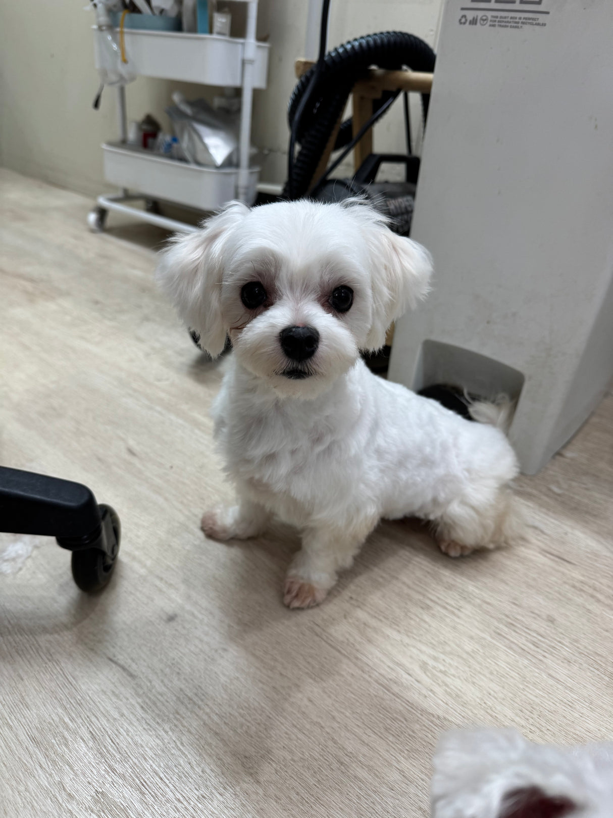 ナイナイちゃん（卒業）