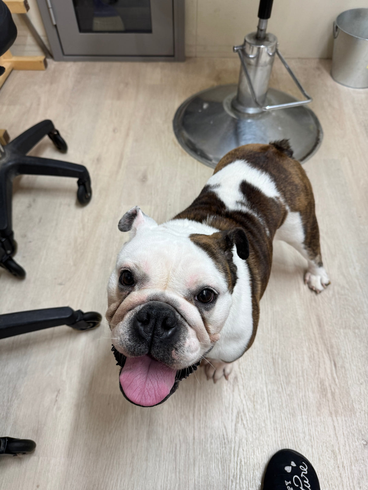 ハニーちゃん（トライアル中）