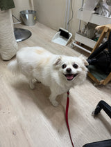 リーフくん