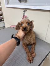 ナーニちゃん