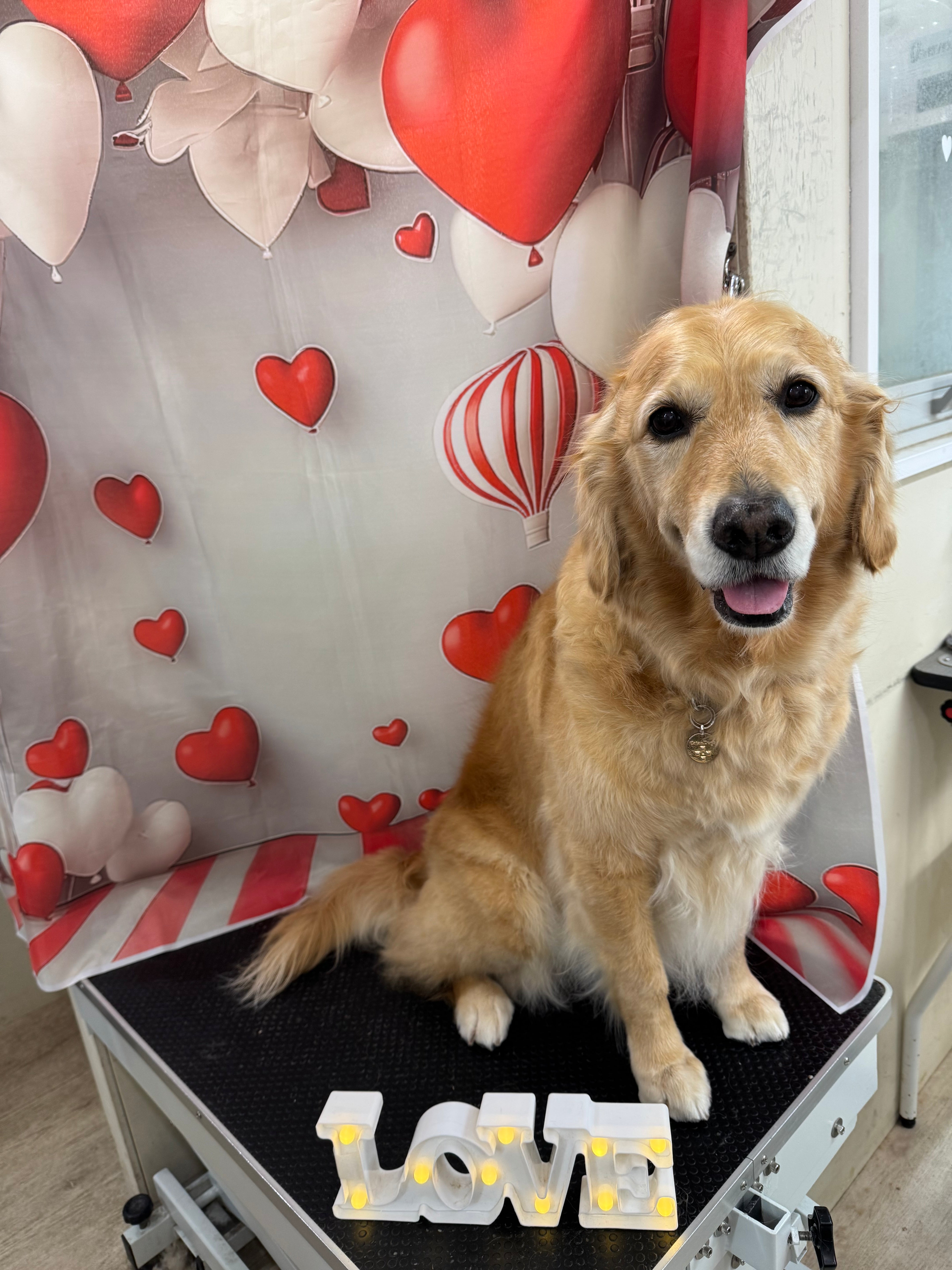 ゴールデンレトリバー – イヌと暮らす / 藤沢市のトリミングサロン