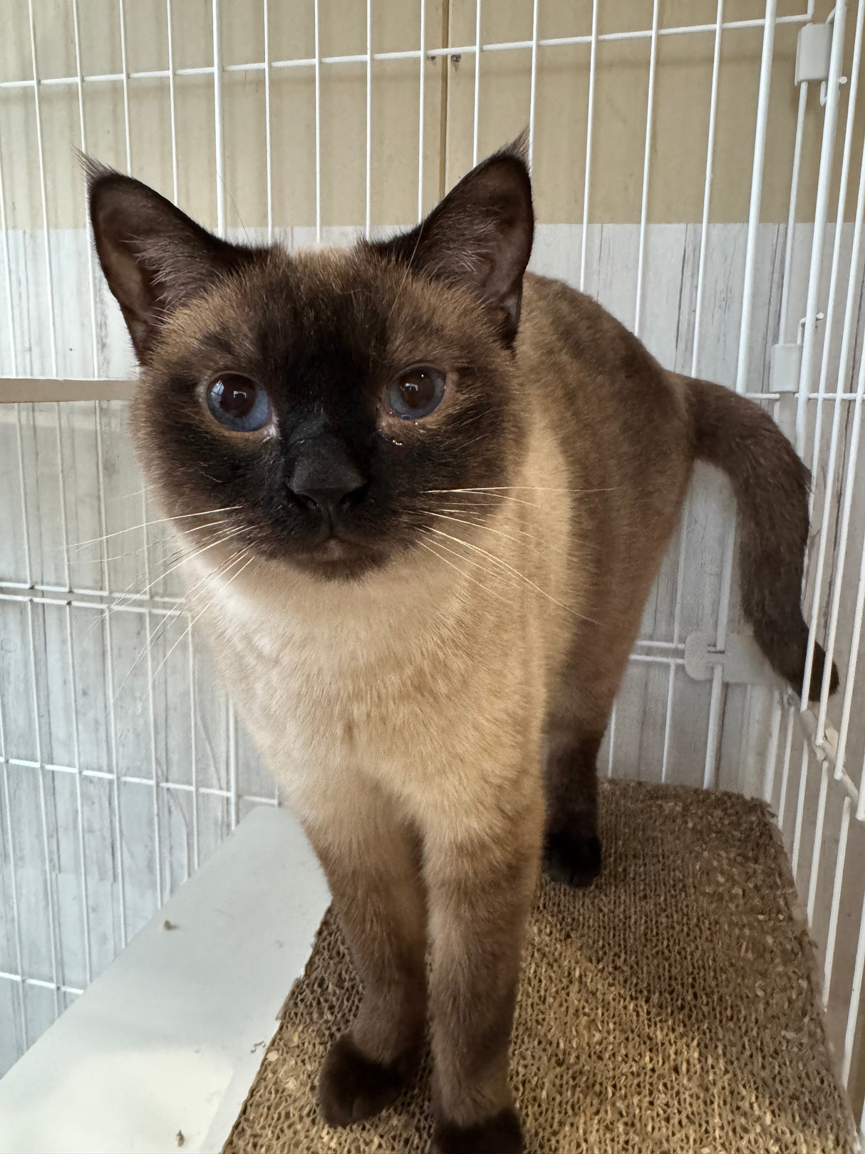 サワディちゃん