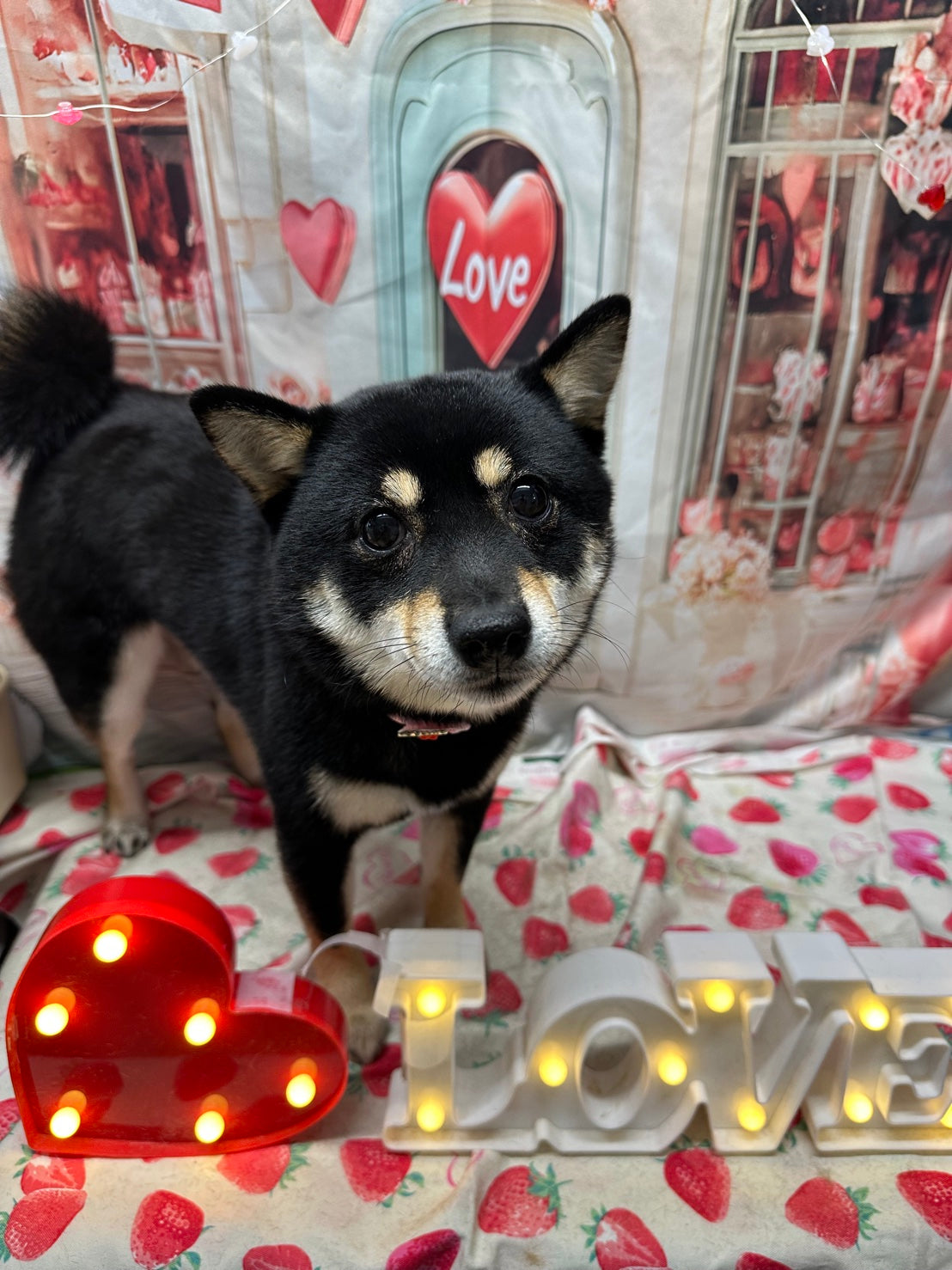 豆柴 – イヌと暮らす / 藤沢市のトリミングサロン・保護犬猫支援