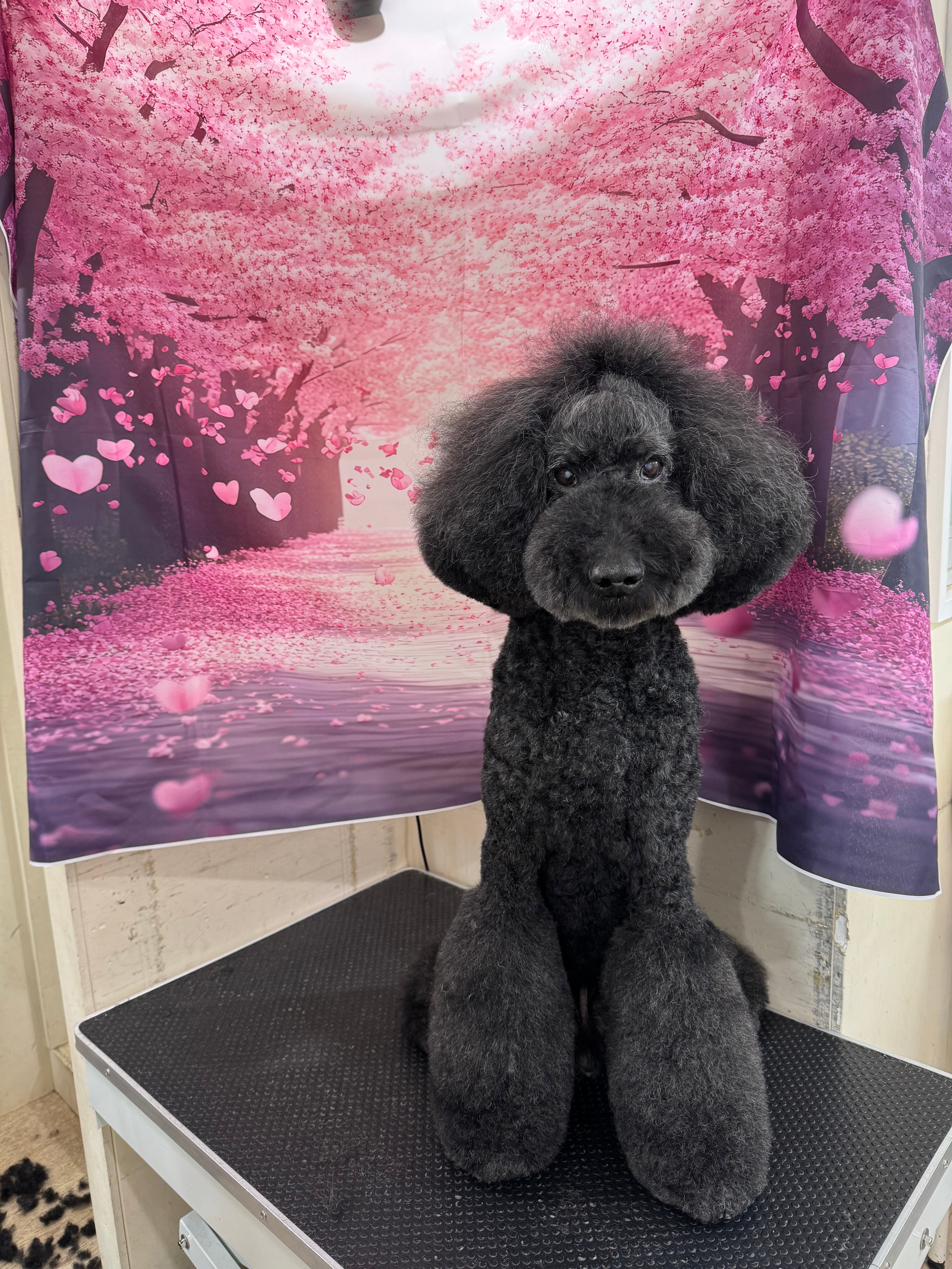 スタンダードプードル – イヌと暮らす / 藤沢市のトリミングサロン