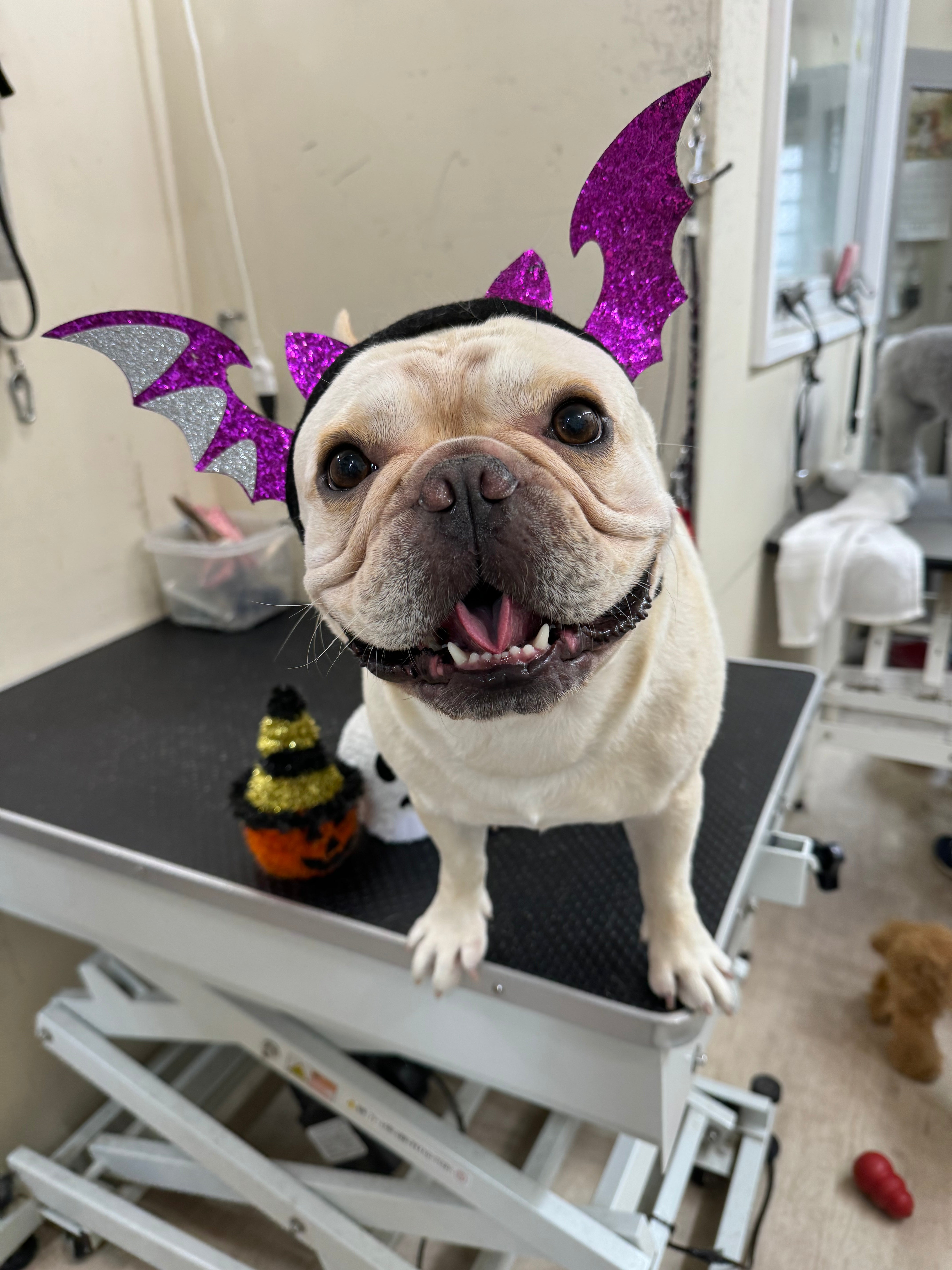 フレンチブルドッグ – イヌと暮らす / 藤沢市のトリミングサロン・保護