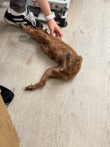 ナーニちゃん