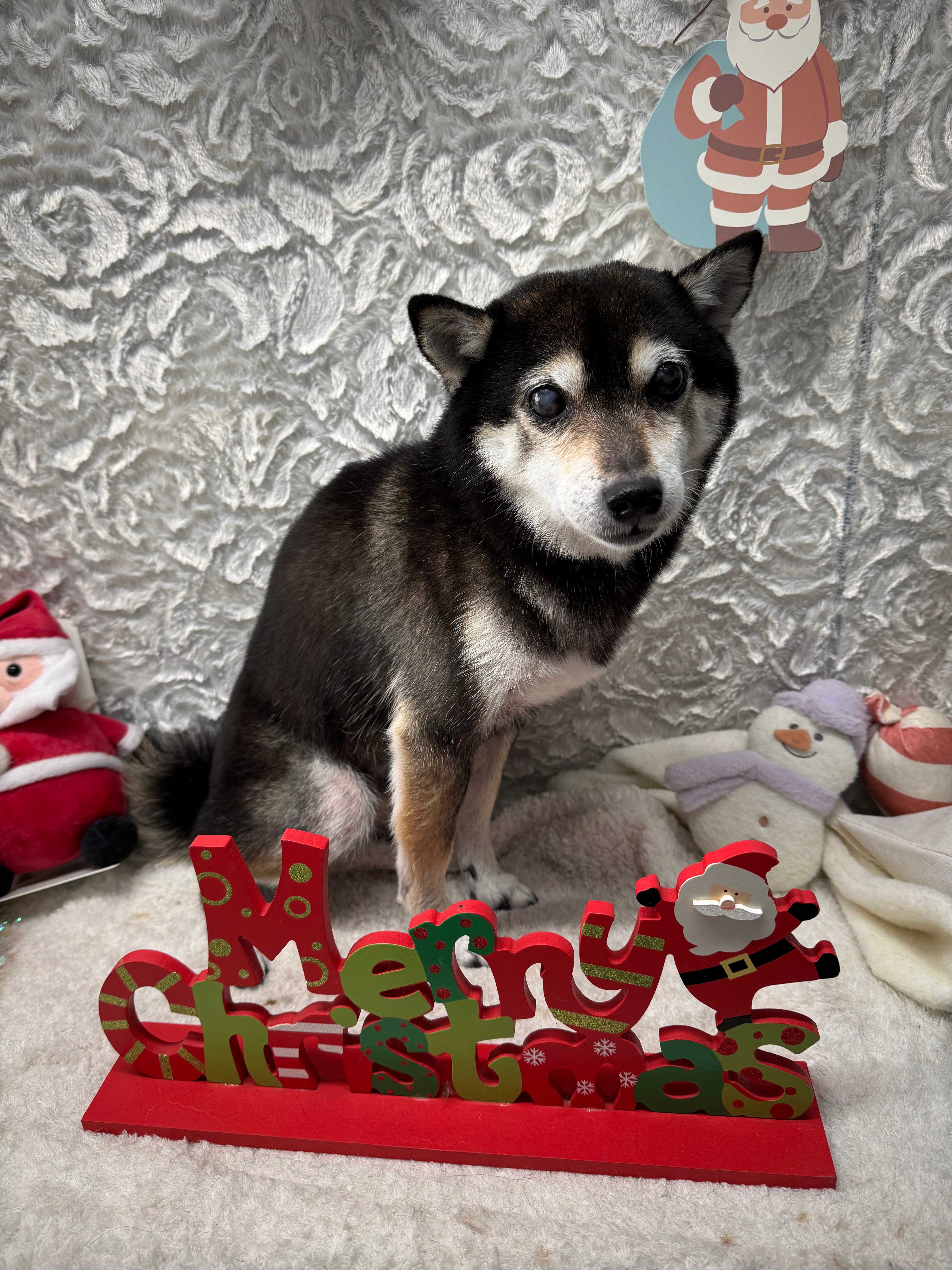 ネコちゃんと豆柴 ベビーヘアクリップ ヘアピン ヘアゴム 猫 犬 豆柴 動物 ✨NEWアイテムのごあんない✨ ⁡ 🐕前髪クリップ📎 ⁡ ⁡ まめた達が