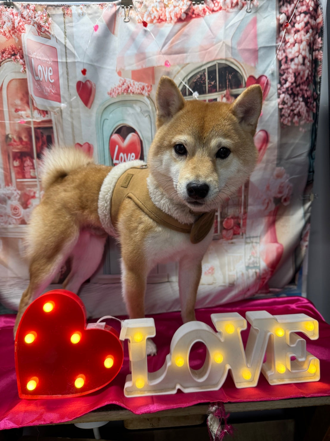 豆柴 – イヌと暮らす / 藤沢市のトリミングサロン・保護犬猫支援