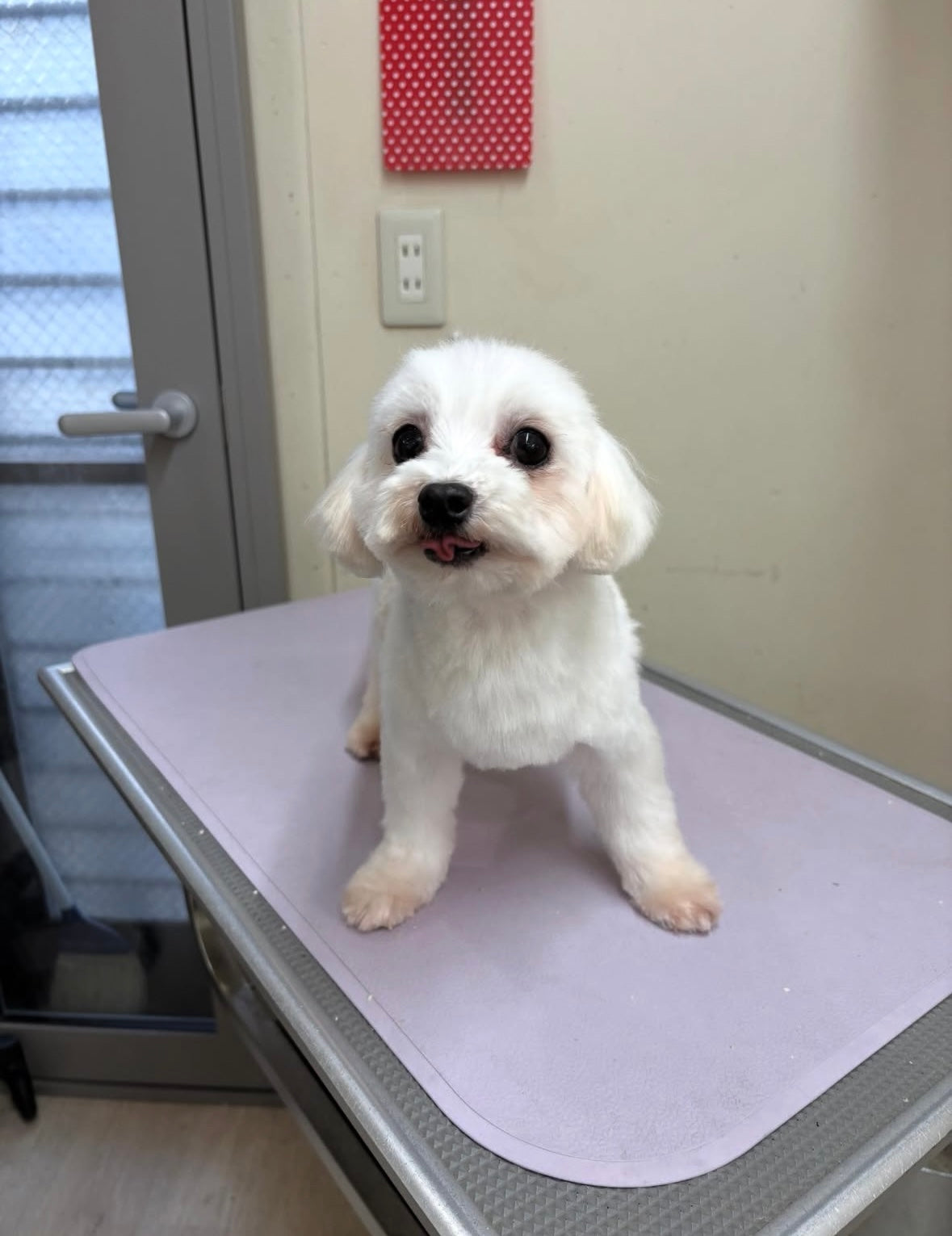 ジェラくん（卒業）