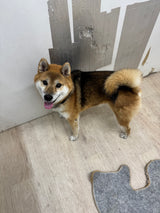 サブロー（卒業）