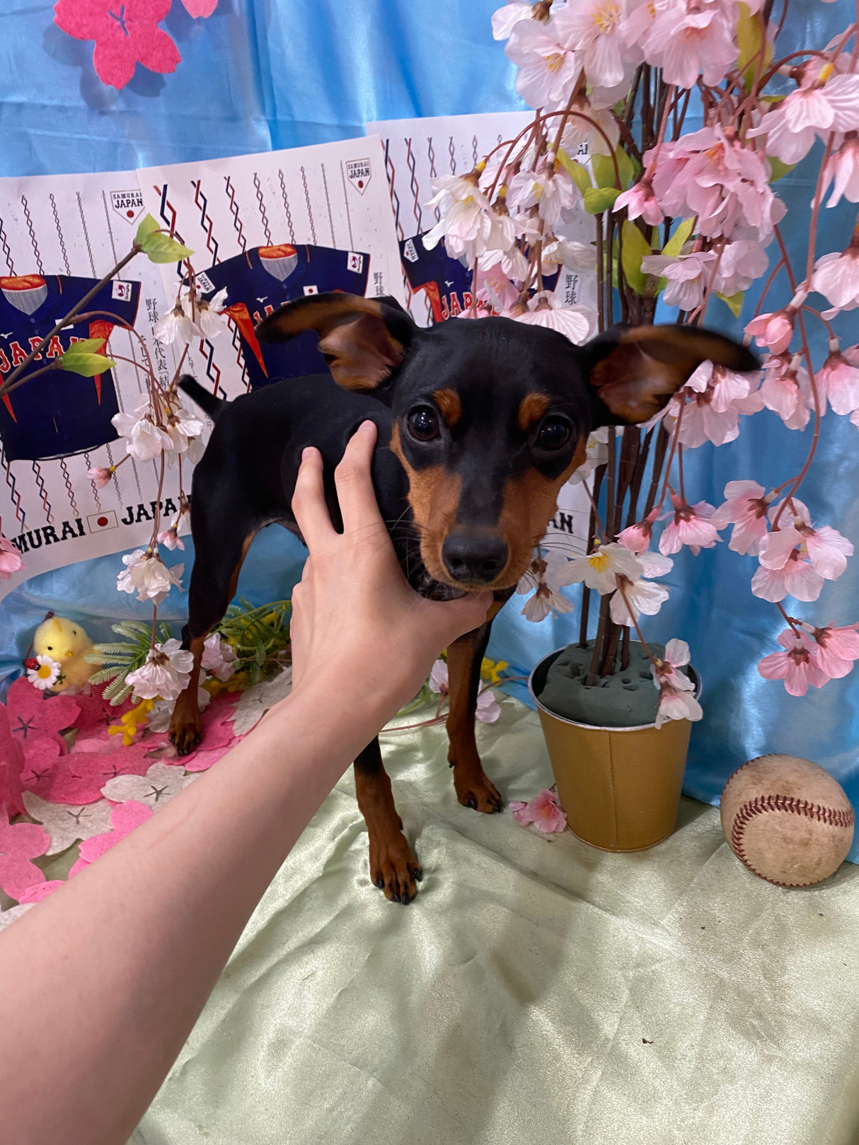 ミニチュアピンシャー