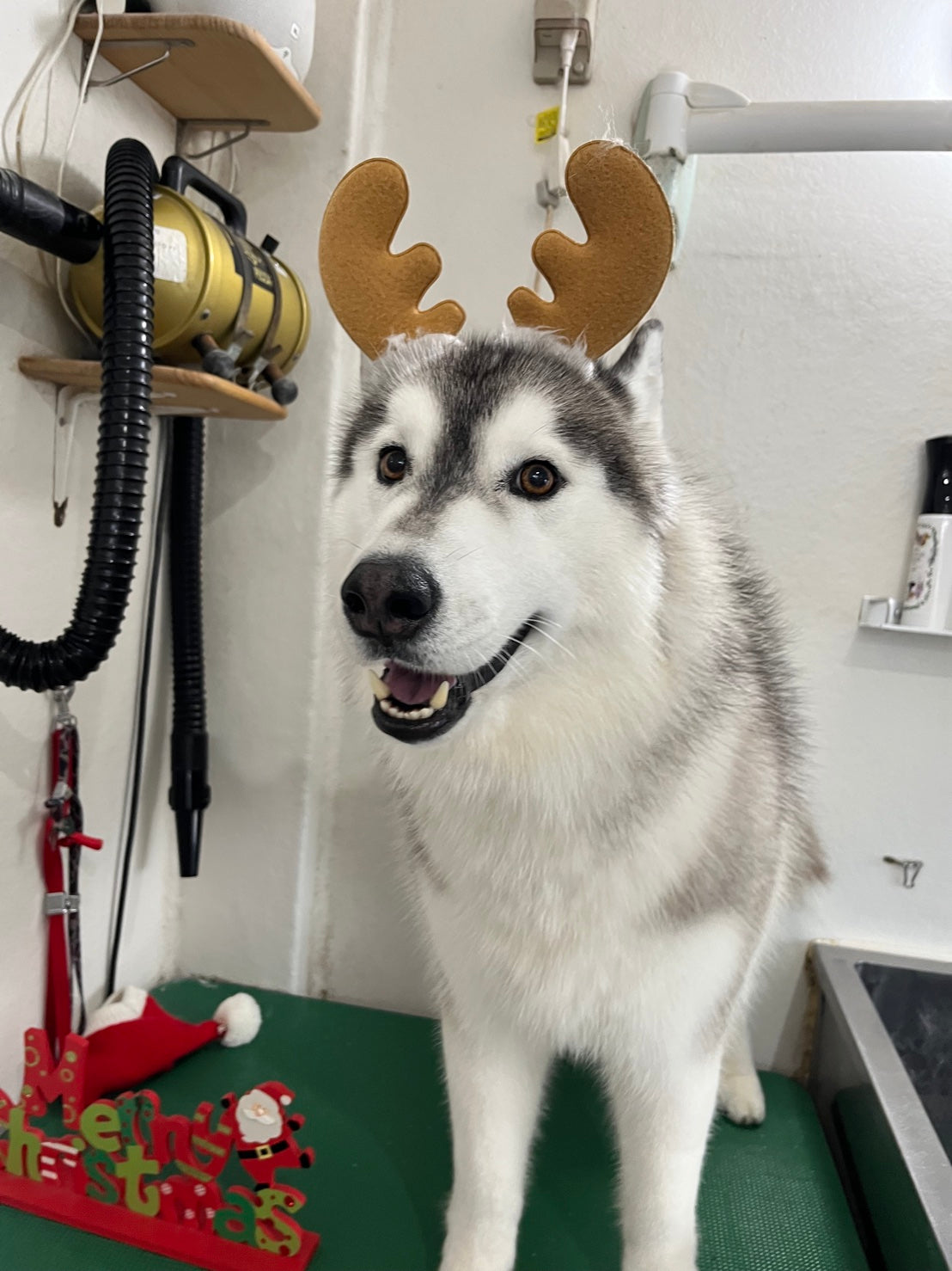 シベリアンハスキー – イヌと暮らす / 藤沢市のトリミングサロン・保護