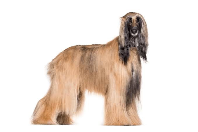 アフガンハウンド – イヌと暮らす / 藤沢市のトリミングサロン・保護犬