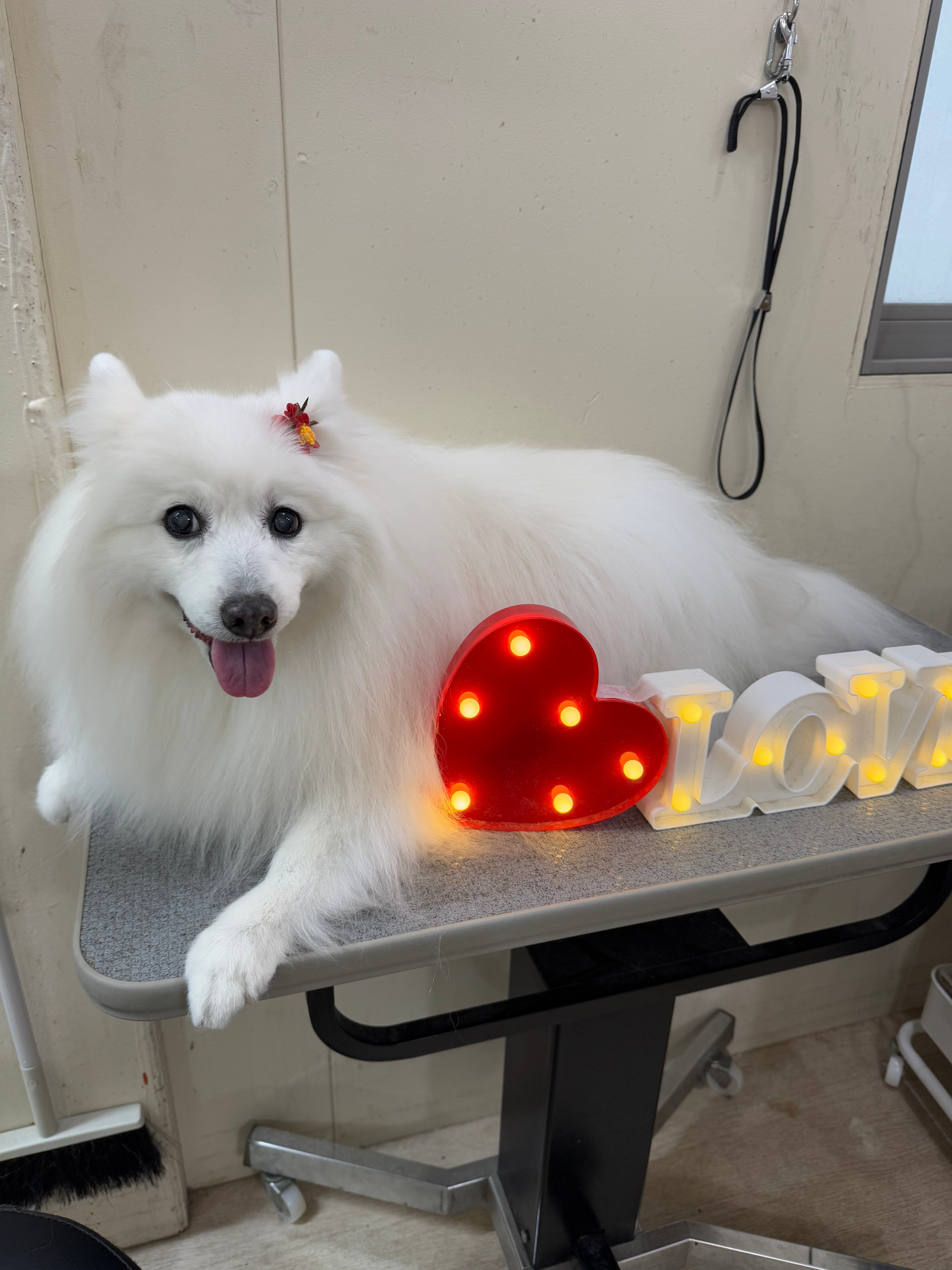 スピッツ – イヌと暮らす / 藤沢市のトリミングサロン・保護犬猫支援