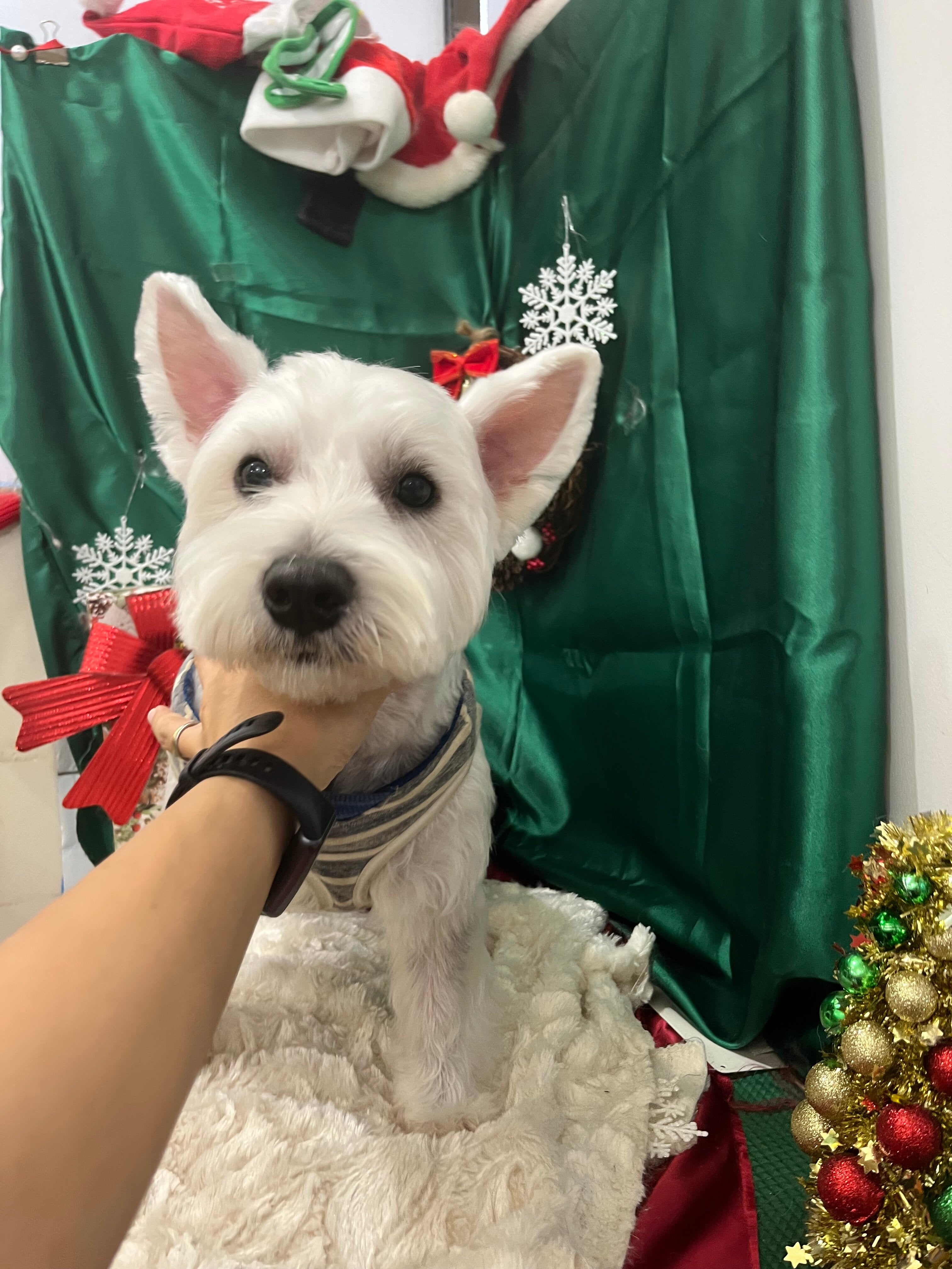 ウエストハイランドホワイトテリア – イヌと暮らす / 藤沢市の