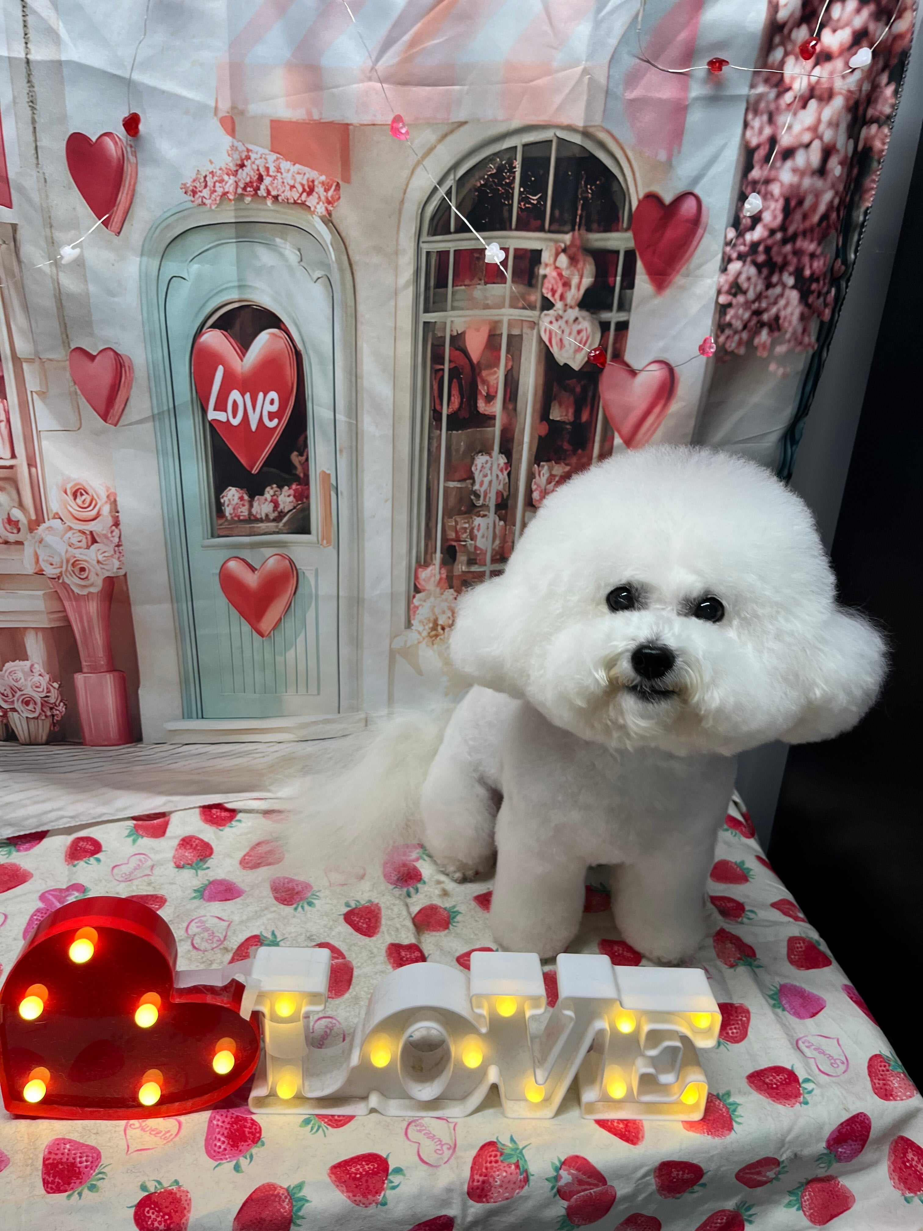 【激レア品】犬 ビションフリーゼ ボード 激レア品】犬 ビションフリーゼ ボード 木製アートボード/ビション