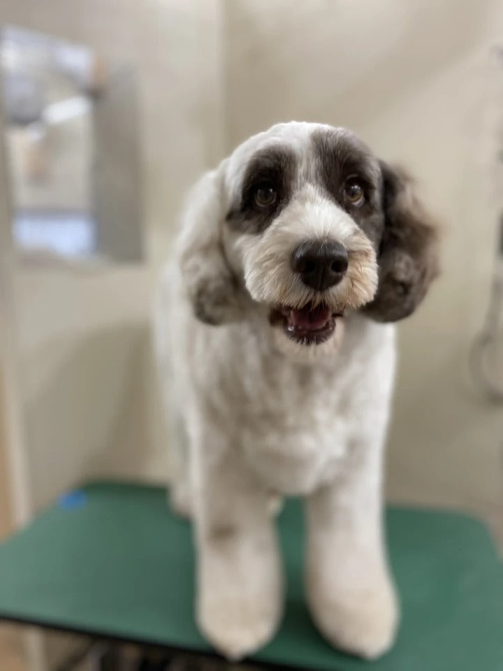 オーストラリアンラブラドゥードル（ミディアム)