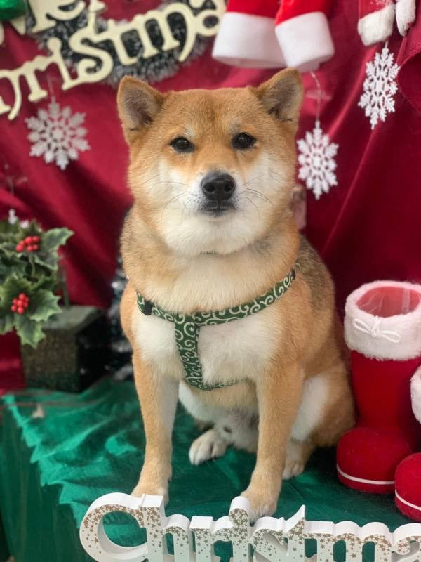 柴犬のグルーミングコース