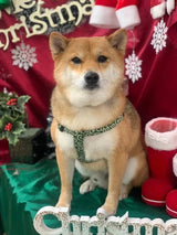柴