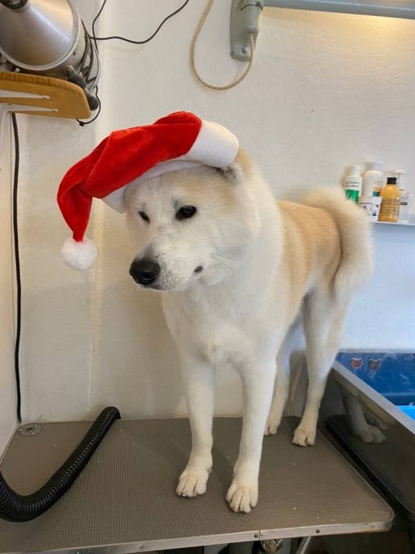 秋田犬のグルーミングコース